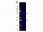 Anti-Rabbit IgG (H&L)  (Fluorescein Conjugated) Pre-Adsorbed Secondary Antibody